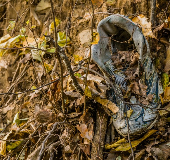 Hidden snake in the forest among fallen leaves, in South Korea