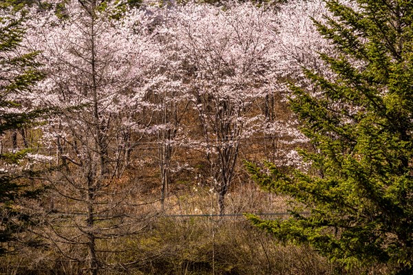 Stand of young cherry blossom trees in forest behind wire fence on sunny day in Daejeon, South Korea, Asia