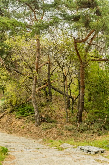 Landscape of fallen trees in wooded area next to concrete walkway with wooden pallet on ground in foreground in South Korea