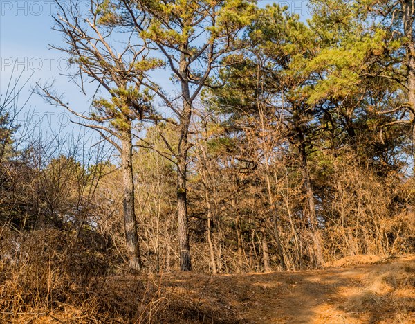 A sunlit forest path winds through dry leaves and tall pine trees, in South Korea