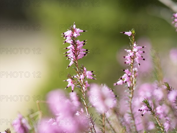 Flowering heather (Erica), near Tragoess, Styria, Austria, Europe