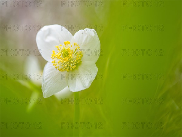 Christmas rose (Helleborus niger), near Tragoess, Styria, Austria, Europe