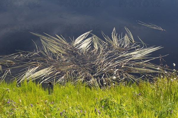 Seagrass (Zostera) blown by the wind forms a star shape in a pond, Lofoten, Norway, Scandinavia, Europe