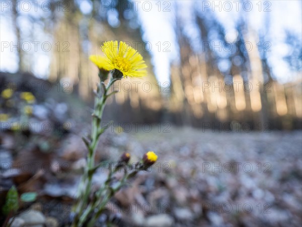 Coltsfoot (Tussilago farfara), background blur from a forest edge, Leoben, Styria, Austria, Europe