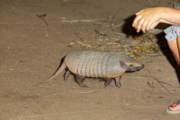 Giant armadillo (Priodontes maximus) Pantanal Brazil