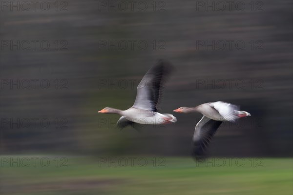 Two greylag geese (Anser anser) in flight with striking motion blur that conveys speed and dynamism, Hesse, Germany, Europe