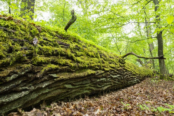 Near-natural deciduous forest, moss-covered deadwood, in spring, Barnbruch Forest nature reserve, Lower Saxony, Germany, Europe