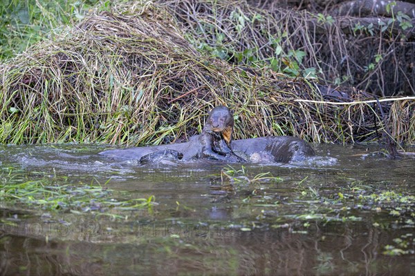 Giant otter (Pteronura brasiliensis) Pantanal Brazil