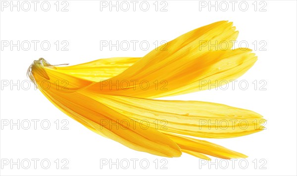 A petal-shaped brush stroke in soft yellow, resembling a chamomile petal. Yellow petal on a white background AI generated