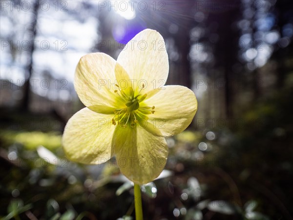 Christmas rose (Helleborus niger), near Tragoess, Styria, Austria, Europe