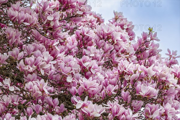 Tree with magnolia blossoms, magnolia (Magnolia), magnolia x soulangeana (Magnolia xsoulangeana), Offenbach am Main, Hesse, Germany, Europe