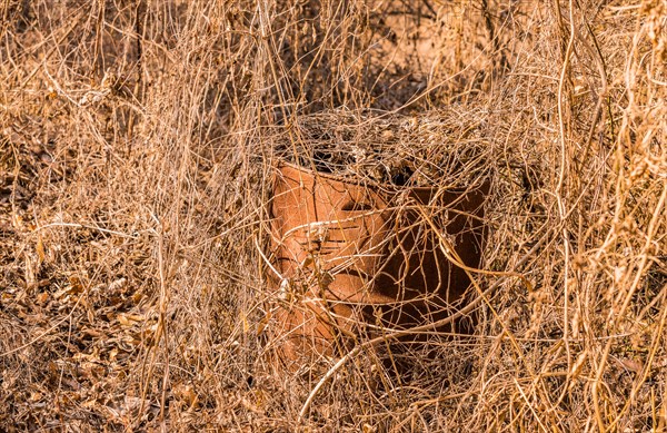 Rusty metal bucket entangled in dried weeds, in South Korea