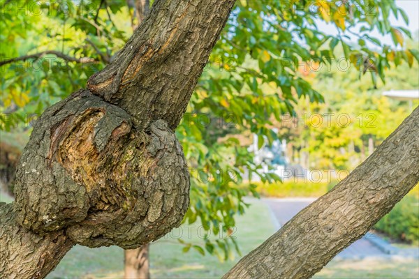 Tree branches forming a knot with green leaves in the background, in South Korea