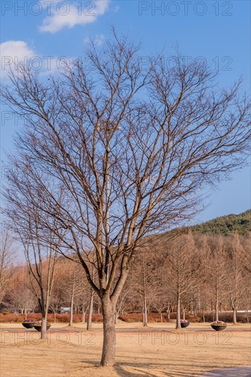 A solitary leafless tree in a park against a bright blue winter sky, in South Korea