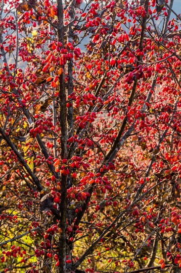 Vibrant red berries clustered on branches, illuminated by sunlight, in South Korea