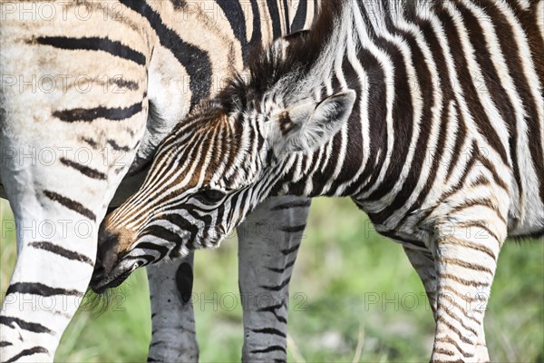 Plains zebra (Equus quagga) foal suckling, Madikwe Game Reserve, North West Province, South Africa, RSA, Africa