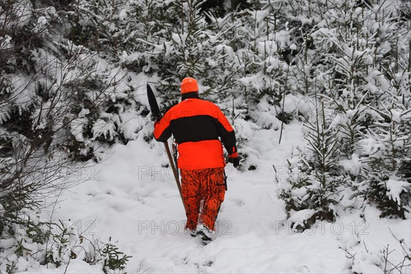 Wild boar hunt, hunting assistant, so-called beater, in safety clothing and armed with a spear, so-called boar feather, searches snow-covered spruce thicket for sows (Sus scrofa) Allgaeu, Bavaria, Germany, Europe