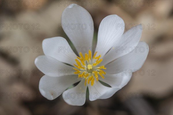 Canadian bloodroot (Sanguinaria canadensis), Emsland, Lower Saxony, Germany, Europe