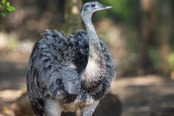 Nandu (Rhea americana) Pantanal Brazil