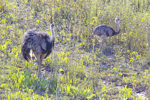 Nandu (Rhea americana) Pantanal Brazil