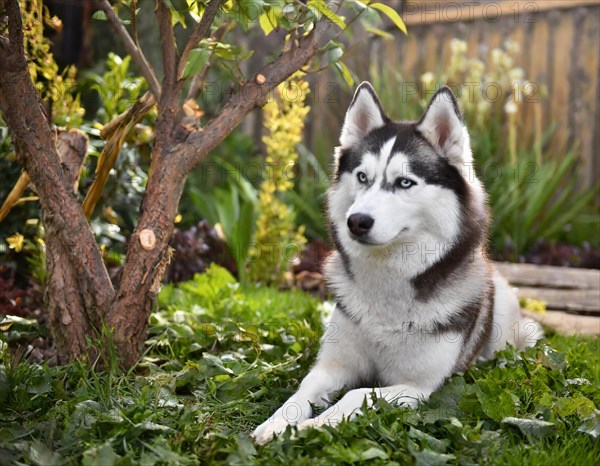 Dog, husky, whole figure, outside, in the garden, AI generated, AI generated