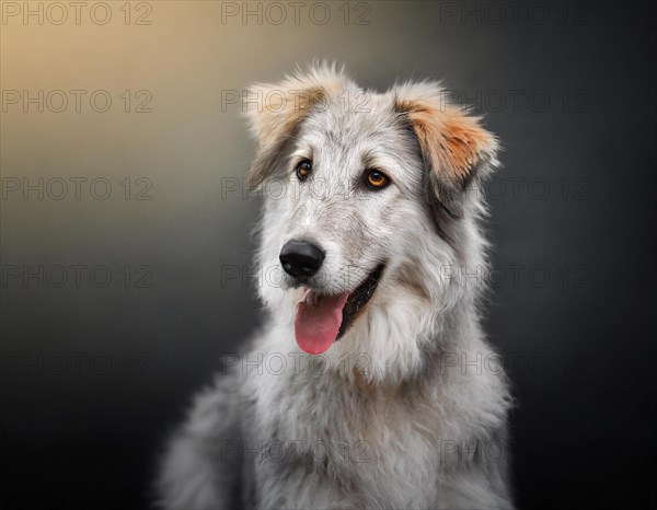 Dog, Czech Wolfhound, portrait, head only, puppies, dark background, AI generated, AI generated