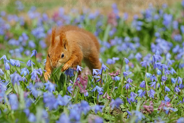 Eurasian red squirrel (Sciurus vulgaris) jumping through a blue star meadow, Hesse, Germany, Europe