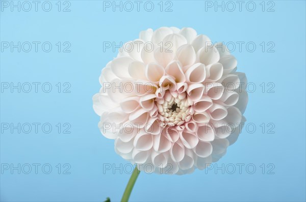 Dahlia pompom on blue background