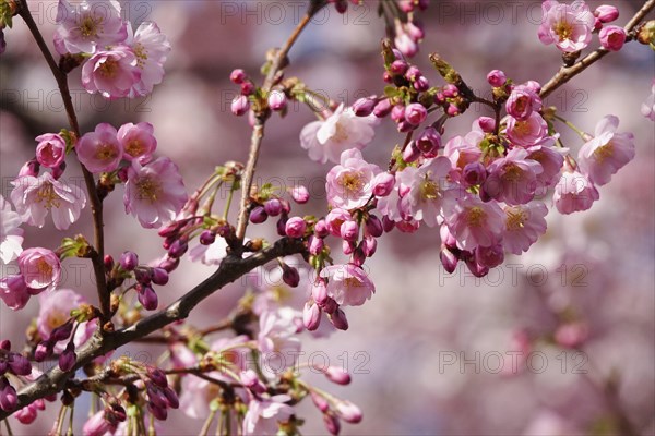 Ornamental cherry in bloom, March, Germany, Europe