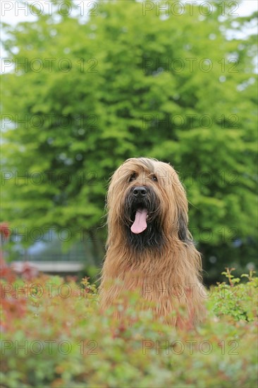 Briard, Berger de Brie