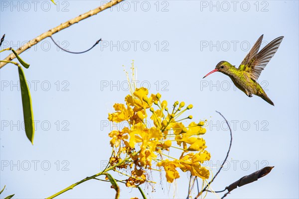 Golden Sapphire Hummingbird (Hylocharis chrysuria) Pantanal Brazil