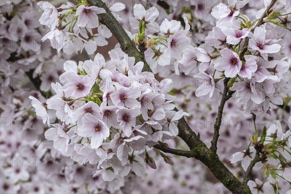 Japanese cherry (Prunus serrulata), Emsland, Lower Saxony, Germany, Europe