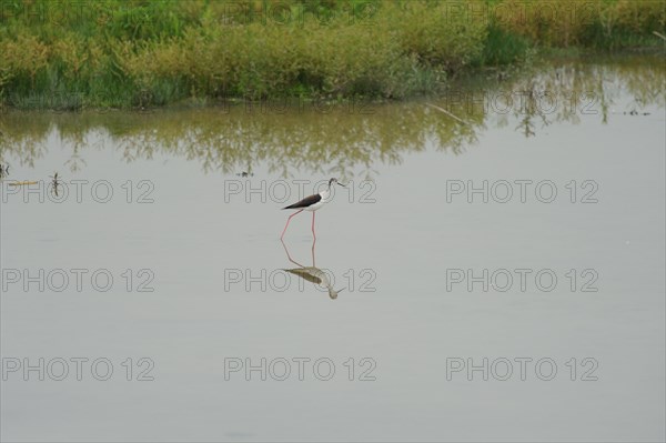 Black-winged Stilt, Himantopus himantopus, italy