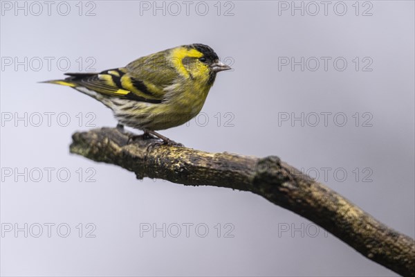 Eurasian siskin (Carduelis spinus), Emsland, Lower Saxony, Germany, Europe