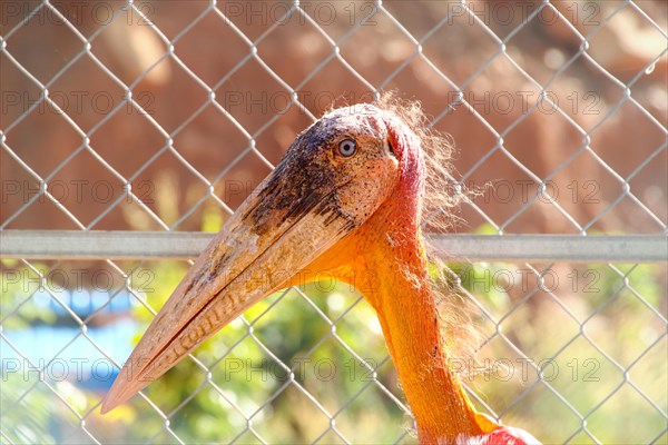 A Greater Adjutant Stork or Leptoptilos dubius behind a chain link fence at a wildlife rescue and rehabilitation in Cambodia