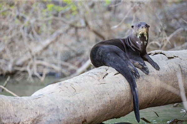 Giant otter (Pteronura brasiliensis) Pantanal Brazil