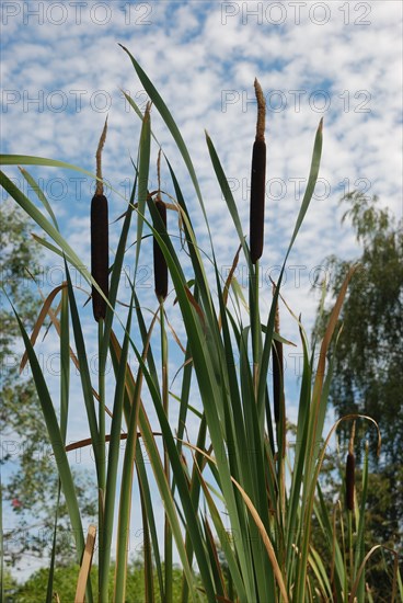 Cattails and reeds against a backdrop of a cloudy blue sky