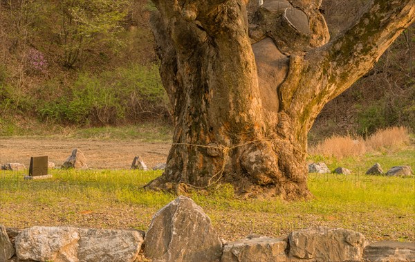 Large tree in rural farming community. Tree is 630 years old, 25 meters tall and with girth of 7.5 meters in South Korea