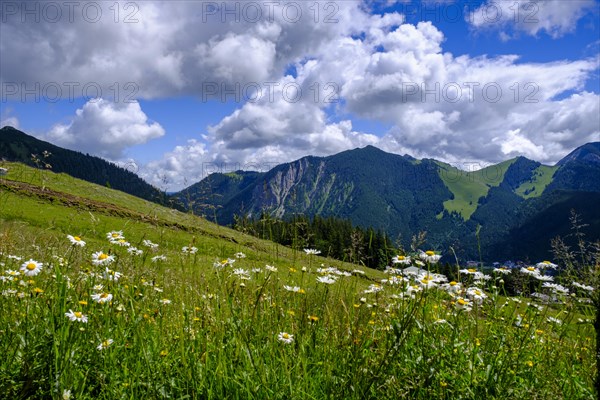 Am Stuempfling, Spitzingsee area, Bavarian local mountains, Alps, Upper Bavaria, Bavaria, Germany, Europe