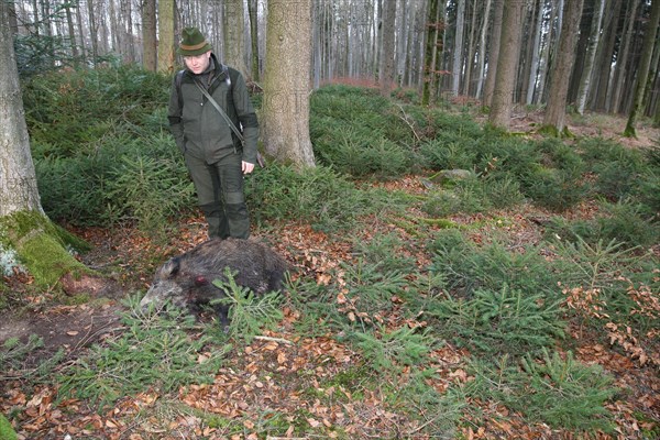 Wild boar hunt, hunter with a wild boar (Sus scrofa) in the forest, Allgaeu, Bavaria, Germany, Europe