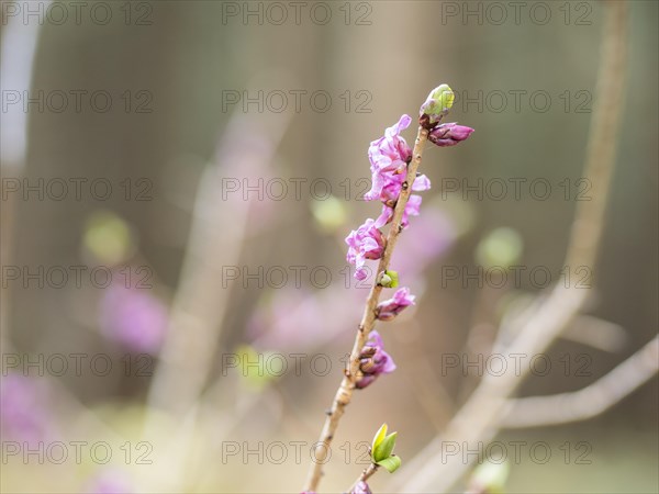 Mezereon (Daphne mezereum), near Tragoess, Styria, Austria, Europe