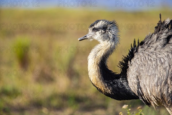 Nandu (Rhea americana) Pantanal Brazil