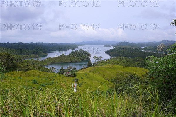 Forest, sarawak, malaysia