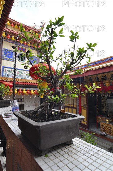 Bonsai, malaysia