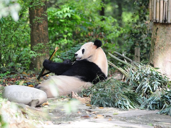 Bifengxia Panda Center, sichuan, china