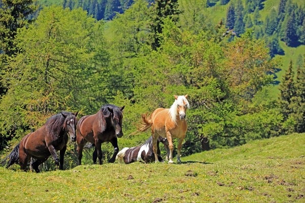 Herd of horses in the mountains