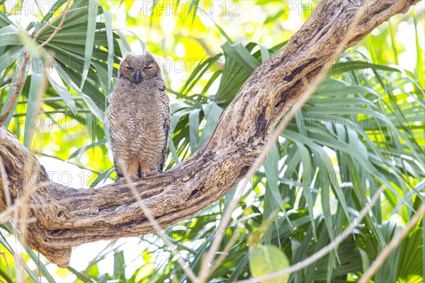 Virginia eagle owl (Bubo virginianus) Pantanal Brazil