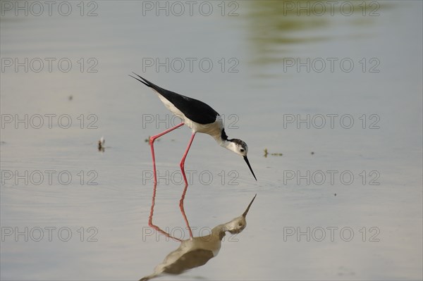 Black-winged Stilt, Himantopus himantopus, italy