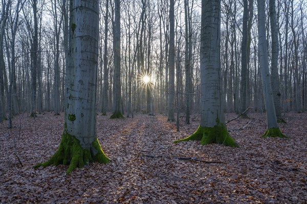 Deciduous forest in winter, backlit with sun star, Thuringia, Germany, Europe
