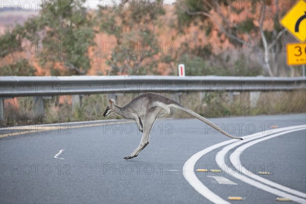 Pretty-faced wallaby jumping across the road. in South Queensland Australia in Lamington National Park